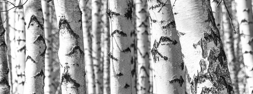 Silver Birch | 10 oz Signature Statement Candle