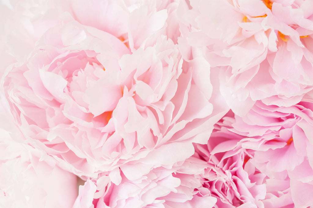13 oz Mason Jar Candle: Pink Peony